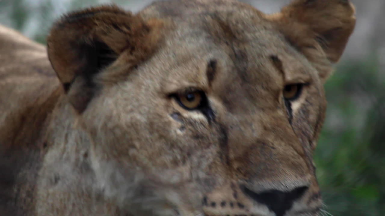 Lvice kráčející směrem k fotoaparátu v zoo.