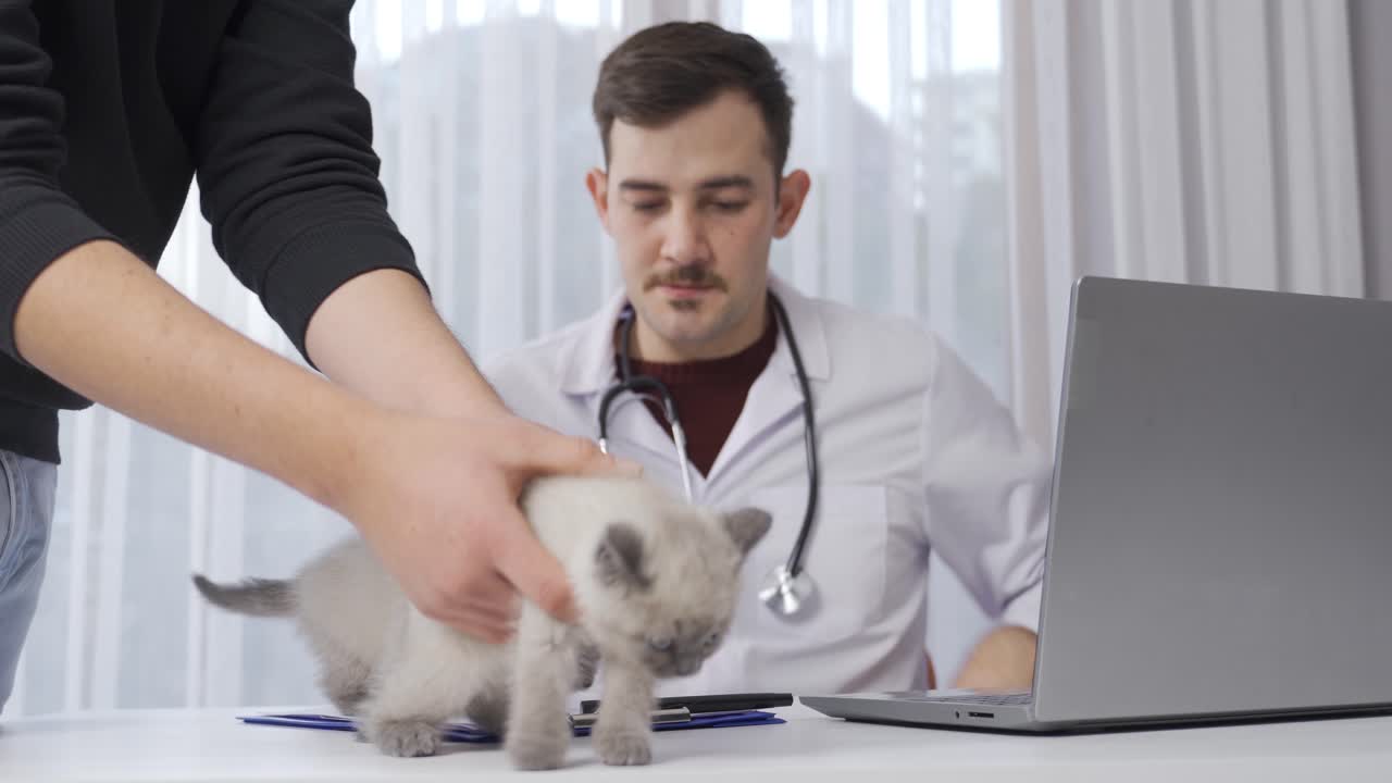 el veterinario examina al gatito, escucha con un estetoscopio.