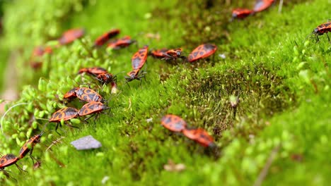 Firebug,-Pyrrhocoris-apterus,-is-a-common-insect-of-the-family-Pyrrhocoridae.