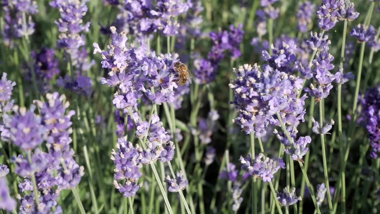 abeja de miel de primer plano volando alrededor de flores de lavanda bajo la luz del sol de la tarde