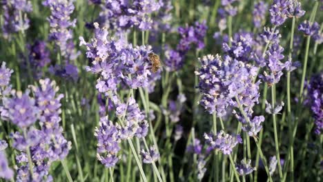 Nahaufnahme-Der-Honigbiene,-Die-Unter-Sonnenlicht-Am-Frühen-Abend-Um-Lavendelblüten-Herumfliegt