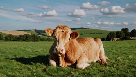 cow resting in a field