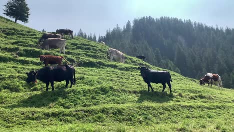 Colorful-Cows-roaming-around-freely-in-the-green-grass-fields-with-a-cowbell-on-its-neck