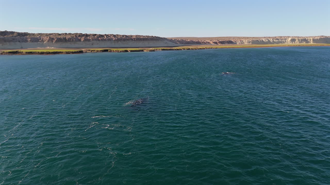 Southern right whales surface in Puerto Madryn and spout, cinematic tracking aerial