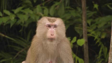 mono mira a la cámara, macaco de cola de cerdo