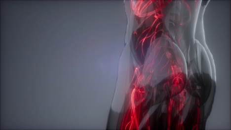 vasos sanguíneos del cuerpo humano