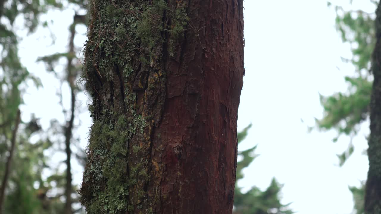 pine tree trunk up-close covered in moss Los Nevados National Park Colombia