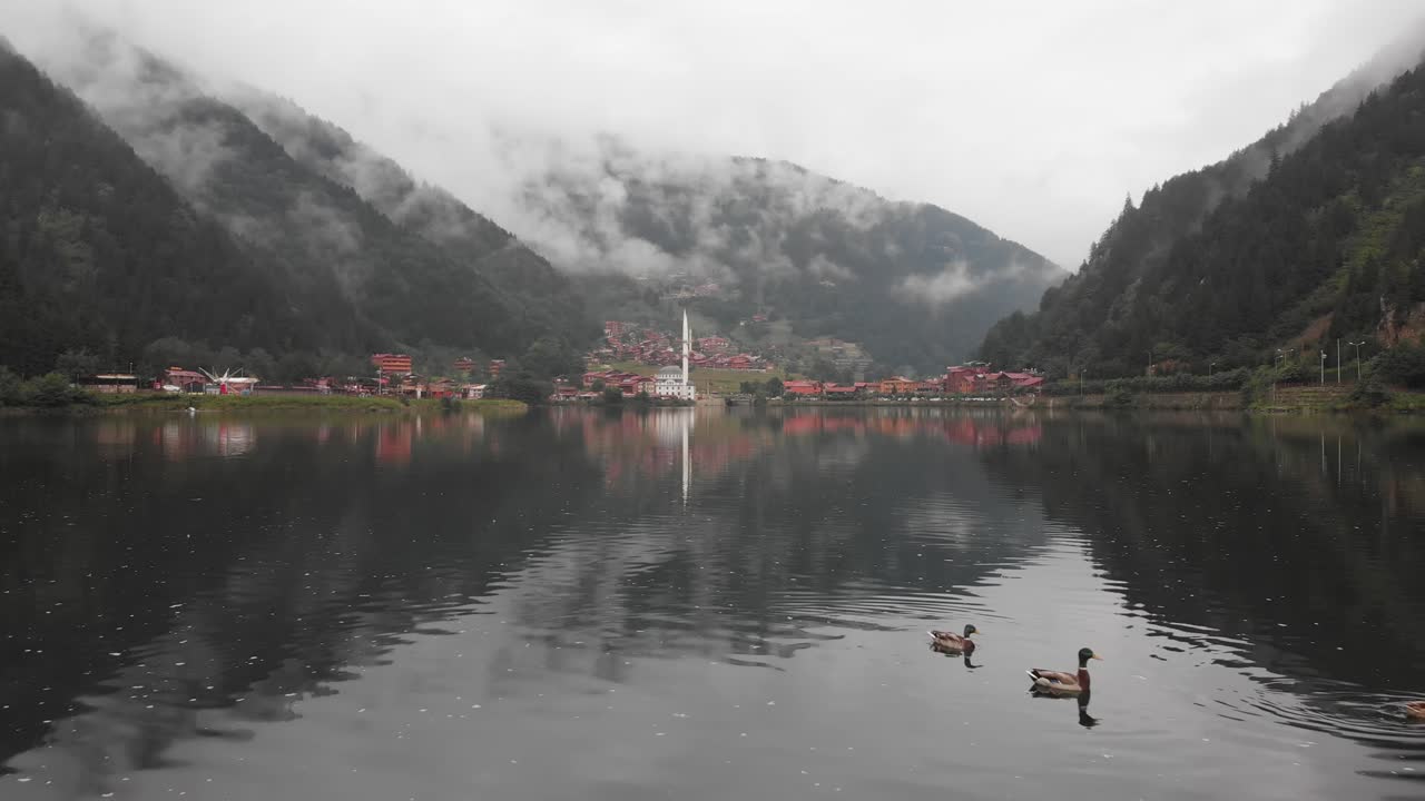 Vista ravvicinata di tre anatre che nuotano nel lago con panorama del villaggio di Uzungol in una mattina nebbiosa, famosa destinazione turistica della Turchia.