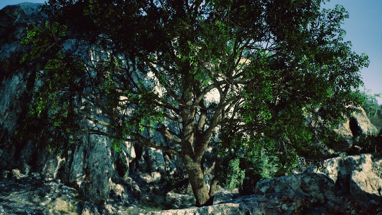 Nestled amid rugged rocks a large tree thrives in the warm afternoon sun