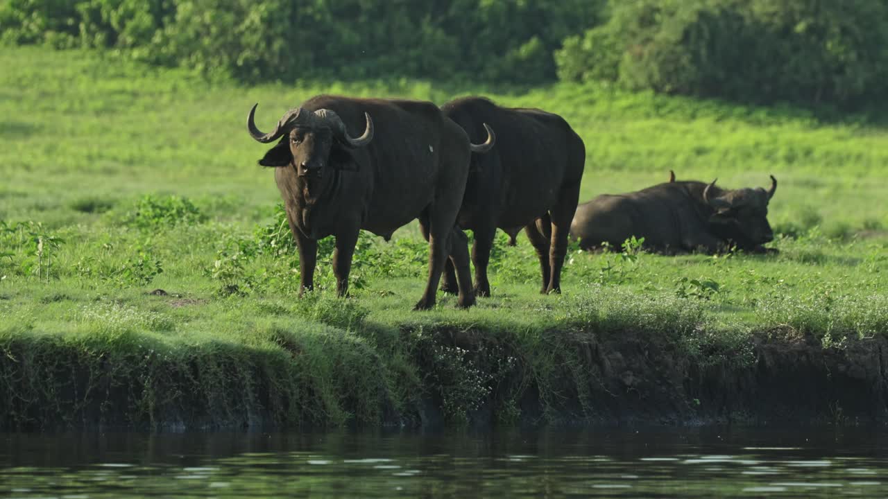 Two Cape buffalo standing on the green banks of a river looking into the camera while one buffalo is lying down in the background, Chobe National Park