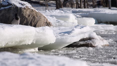 Hooded-Crow-hops,-explores-shoreline-ice-on-frozen-Baltic-Sea-water