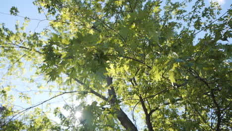 bright sun shining through a vibrant green tree