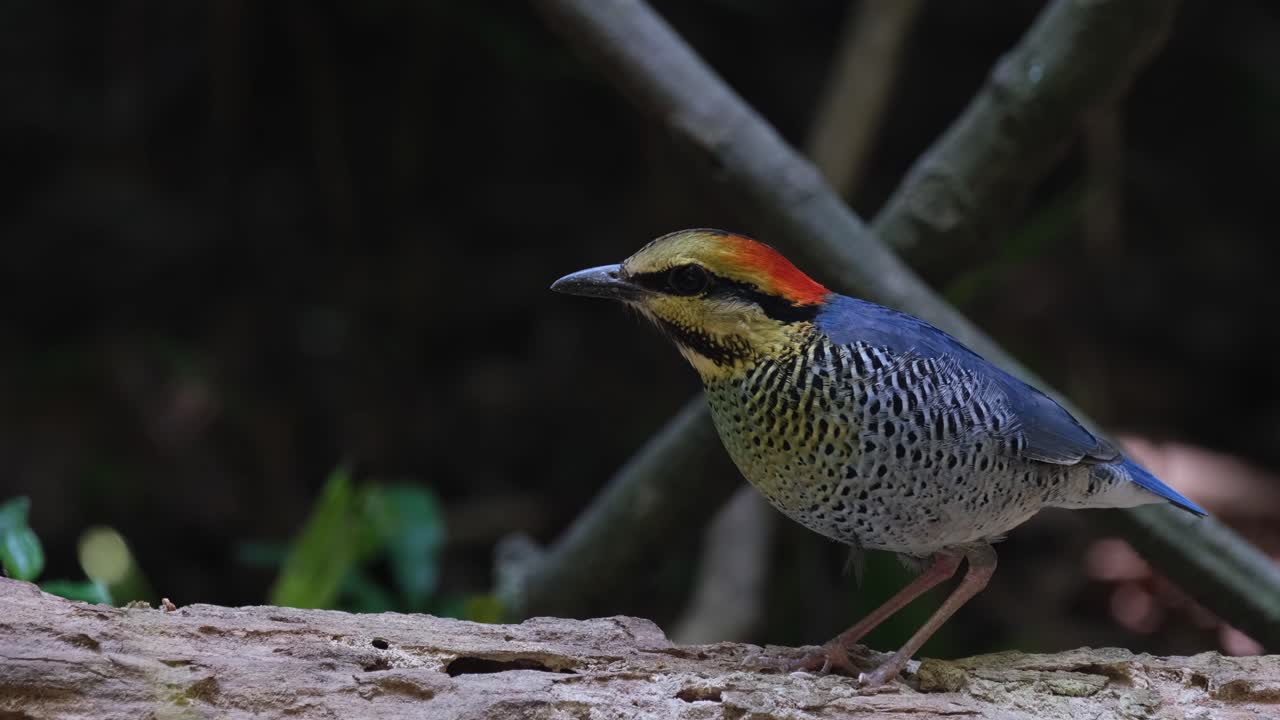 mirando hacia el lado izquierdo, una pitta azul hydrornis cyaneus está de pie inmóvil en un tronco en descomposición en la maleza del bosque en tailandia