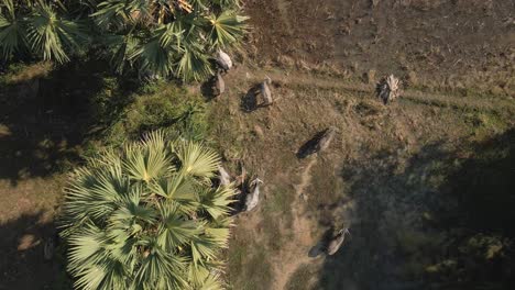 Aerial-looks-directly-down-onto-herd-of-water-buffalo-in-flooded-grass