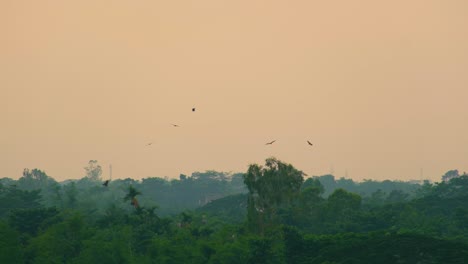 flock of eagles circling over woodland tree landscape turning and seeking prey against sunset sky