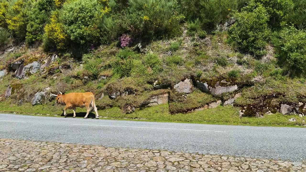 A cow walks along the road in the Peneda Geres natural Park in Portugal.