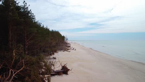 Aerial-view-of-Baltic-sea-coast-on-a-sunny-day,-steep-seashore-dunes-damaged-by-waves,-broken-pine-trees,-coastal-erosion,-climate-changes,-wide-angle-drone-dolly-shot-moving-right