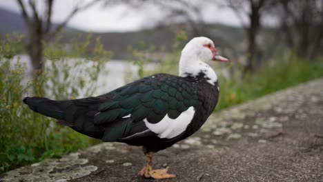 muscovy duck by riverside, natural habitat