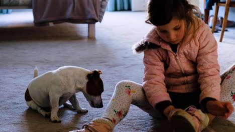 Child-ties-her-shoe-laces,-puppy-waits-patiently-like-a-meerkat-on-hind-legs