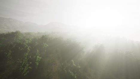 misty landscape reveals hidden beauty of nature in the early morning light