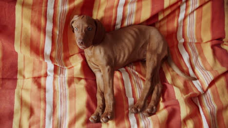 A-small-puppy-sleeps-on-the-bed-stretching-itself