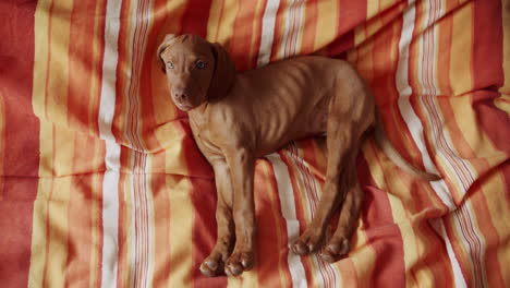 un pequeño cachorro duerme en la cama estirándose