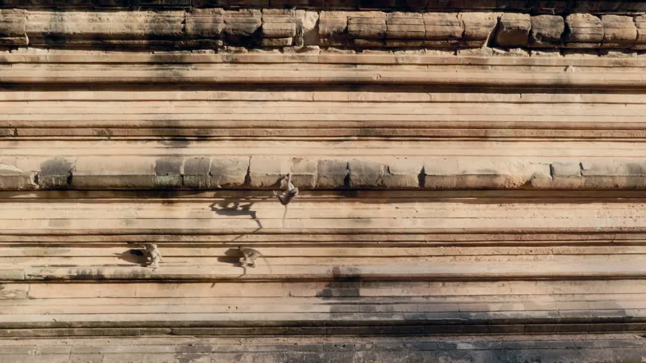 Macacos-de-cauda-longa pendurados na parede de arenito listrado de um templo sob o sol da manhã projetando sombras. Angkor Wat, Camboja