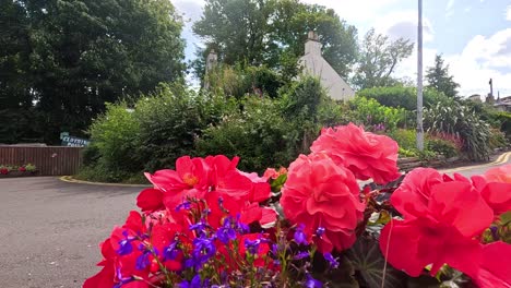 vibrant flowers bloom in aberdour, scotland