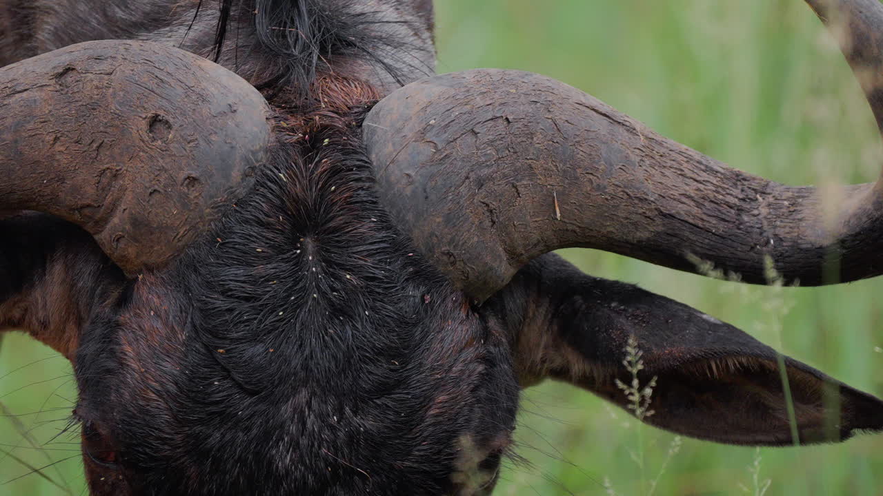 Close-up of a Wildebeest's Head