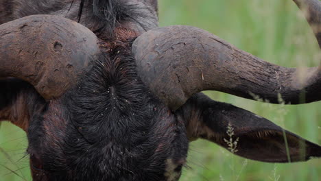 close-up of a wildebeest's head