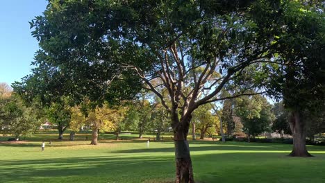 Trees wrapped for protection in Melbourne park