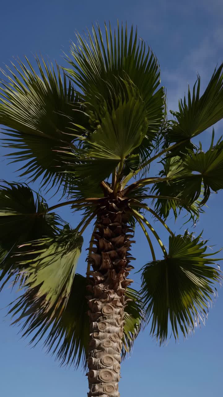 Fronde di palma che ondeggiano dolcemente contro un cielo azzurro e limpido