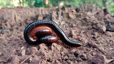 close up of millipedes, one on top of other, coiled