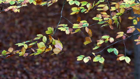 Glorious-autumn-colours-on-the-ancient-Beech-Tree-leaves-in-woodland-in-Worcestershire,-UK