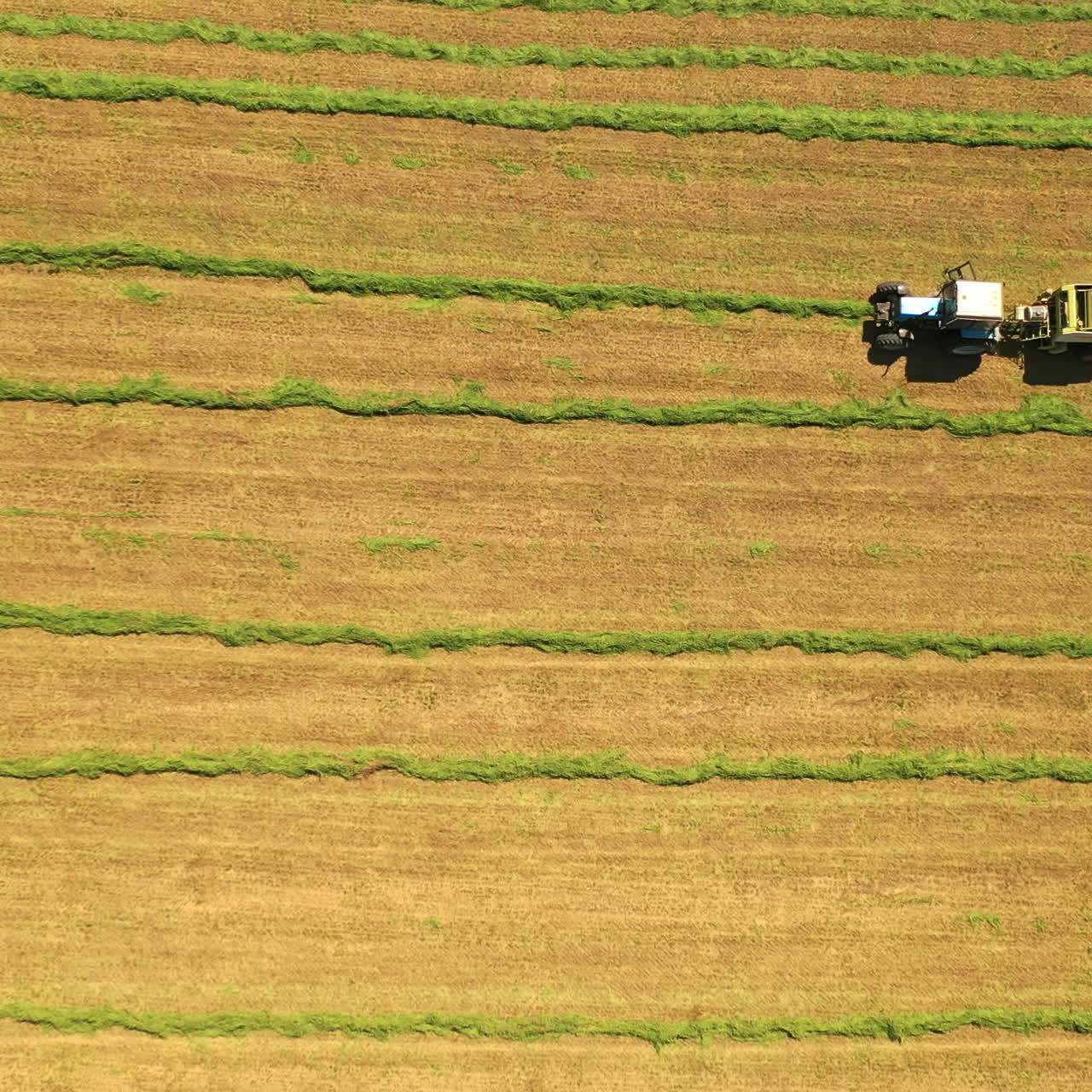 Top view of green grass in lines on the field and tractor works. Agricultural machinery gathering grass for livestock outdoors in summer. Drone view. Camera moves top down.