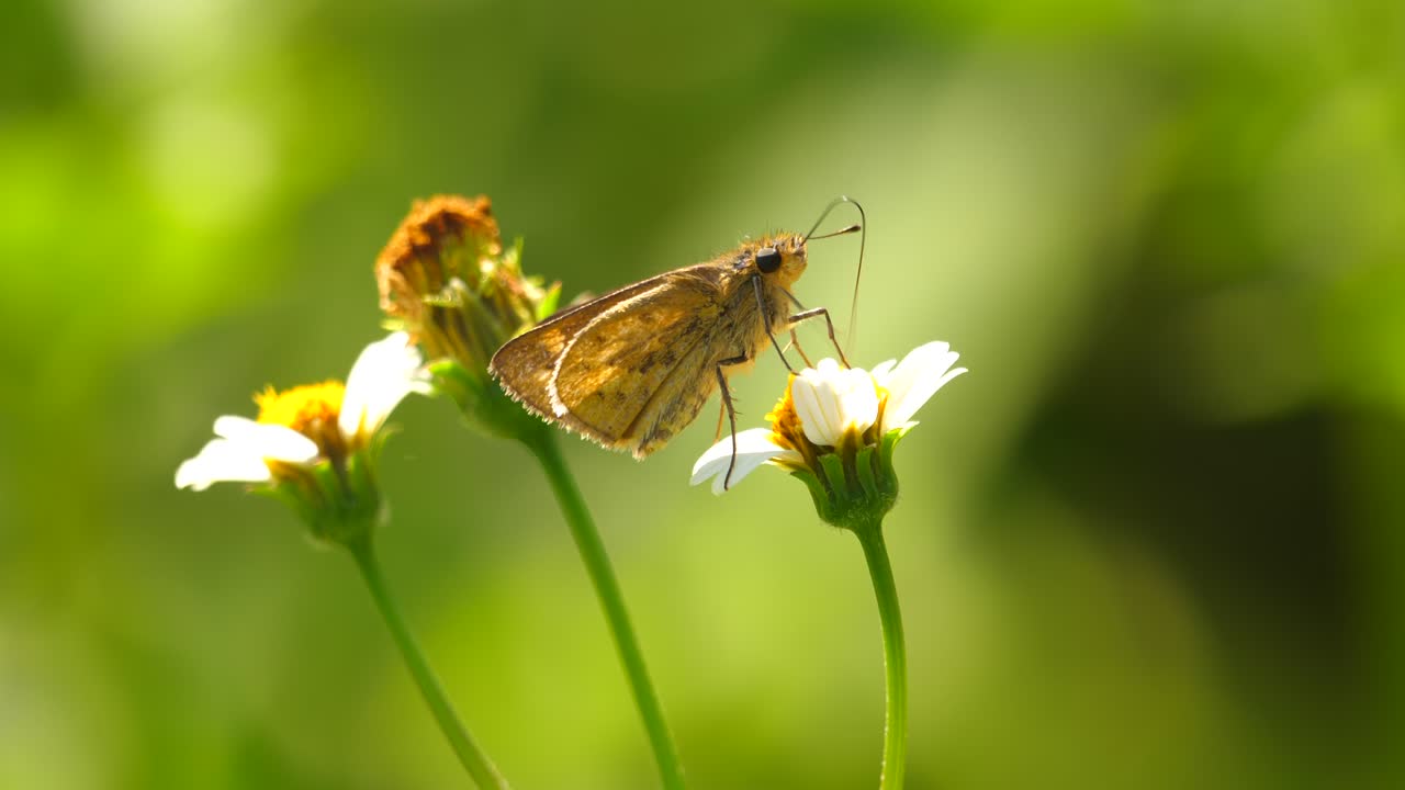 Farfalla che si nutre su un fiore bianco usando la proboscide.