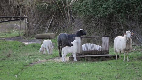 Sheep-and-lambs-feeding-around-trough-outside-in-Sardinia,-Italy