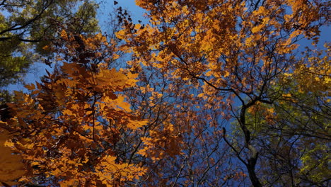 brilliant autumn foliage against deep blue sky