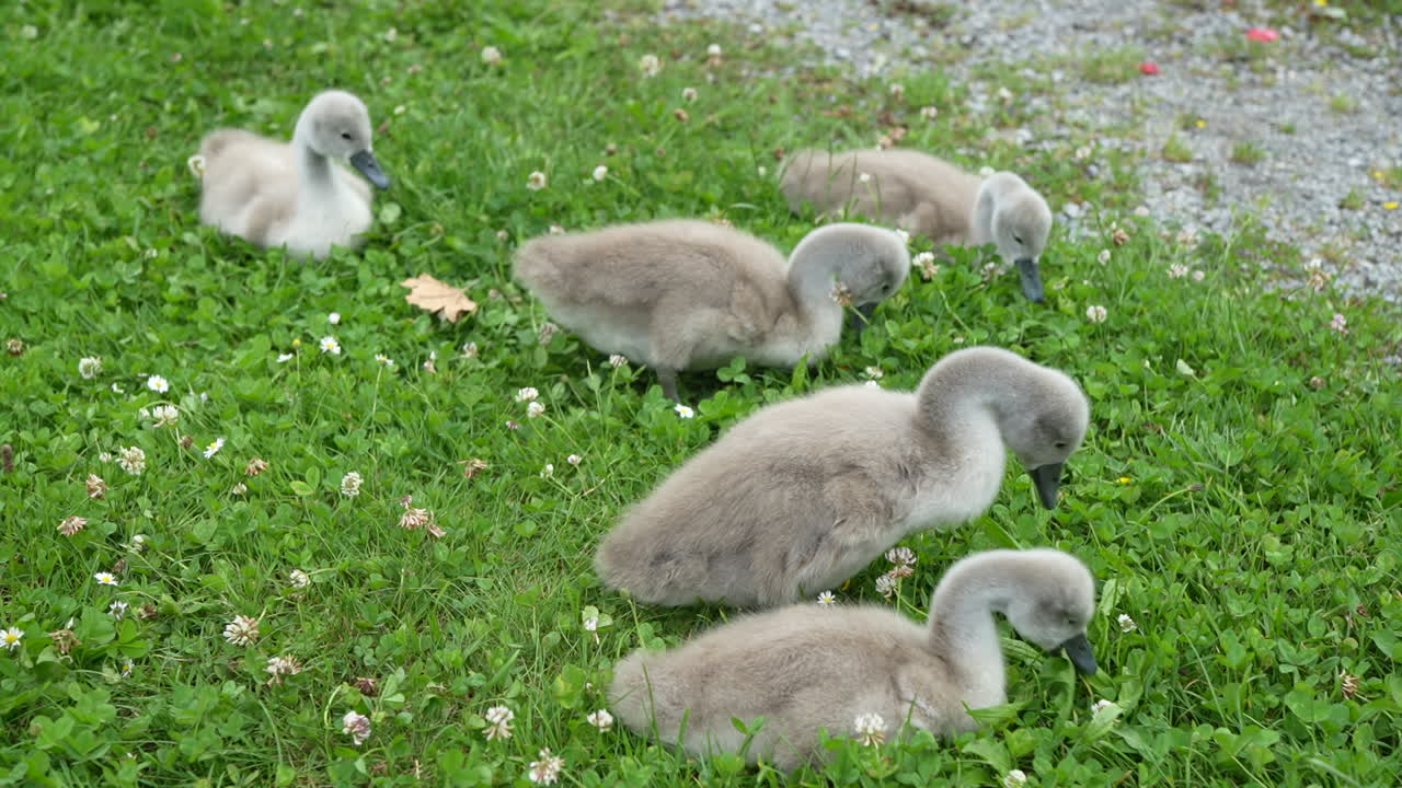 Fluffy grey cygnets resting and exploring green clover-filled grass in daylight calm