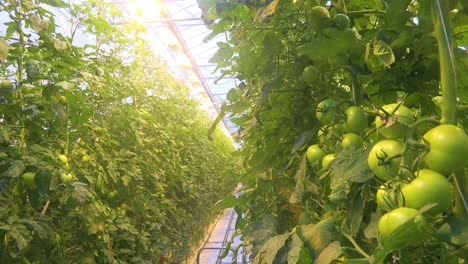 interior establishing shot of an iceland greenhouse using geothermal hot water to grow tomatoes 2