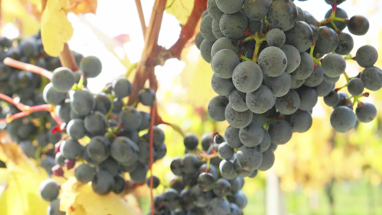 빛에 가을에 수확 직전에 많은 은 포도