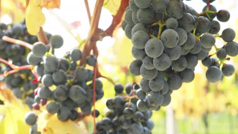 Many-red-grapes-just-before-the-harvest-in-the-fall-in-sunlight