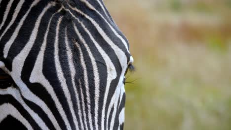 close up zebra head standing in a meadow surrounded by dozens of flies