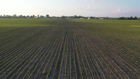 aerial view of planted farm field