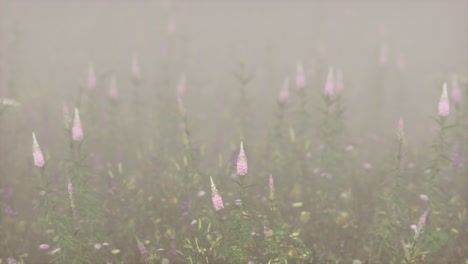 flores silvestres de campo en la niebla profunda