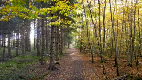 Impresionante-Retiro-De-Drones-A-Través-De-Un-Bosque-Mixto-Europeo-En-Otoño:-Rayos-De-Sol-Que-Atraviesan-Los-árboles,-Mostrando-Un-Tapiz-Dorado-De-Hojas-Y-La-Serena-Belleza-Del-Bosque