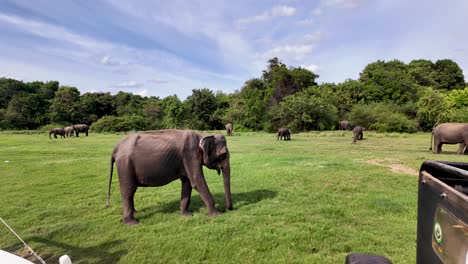 elephant uses its trunk to eat grass in the lush landscape of kaudulla national park, sri lanka.
