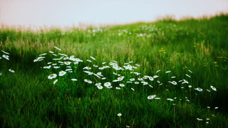 green meadow under blue sky