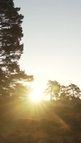 sunrise through pine trees in forest