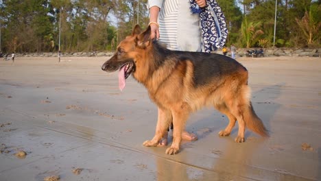 Un-Joven-Perro-Pastor-Alemán-Cansado-De-Pie-Junto-Al-Dueño-En-La-Playa-En-Mumbai,-Perro-Pastor-Alemán-Con-El-Dueño-En-El-Fondo-Del-Video-De-La-Playa